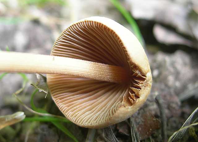 Funghi di frontiera